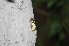 Chalcopasta pterochalcea