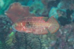 Oxycheilinus bimaculatus