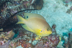 Pomacentrus amboinensis