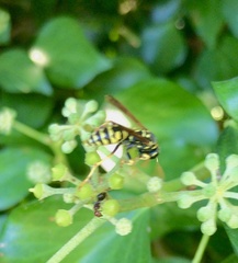 Polistes gallicus