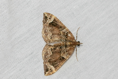Eulithis xylina