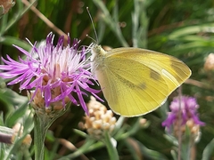 Pieris mannii
