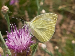 Pieris mannii