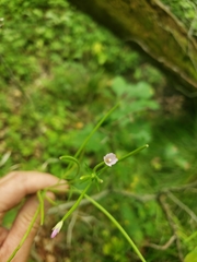 Epilobium strictum