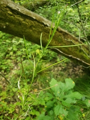 Epilobium strictum