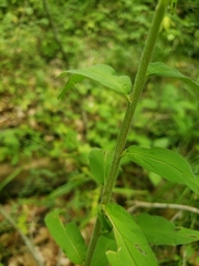 Epilobium strictum