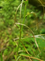 Epilobium strictum