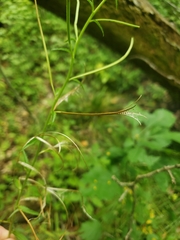 Epilobium strictum