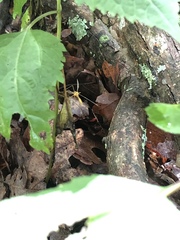 Hylobittacus apicalis