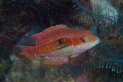 Oxycheilinus bimaculatus