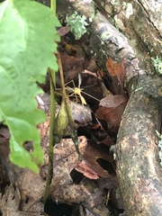 Hylobittacus apicalis
