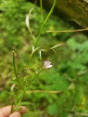 Epilobium strictum