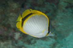 Chaetodon selene