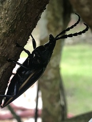 Solenoptera