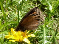 Erebia pharte