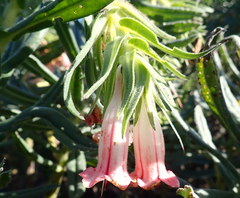 Lobostemon belliformis