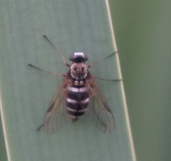 Chrysopilus fasciatus