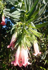 Lobostemon belliformis