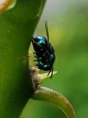 Perilampidae