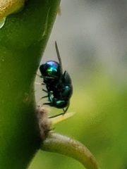 Perilampidae