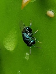 Perilampidae