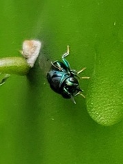 Perilampidae