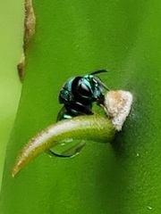 Perilampidae