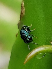 Perilampidae