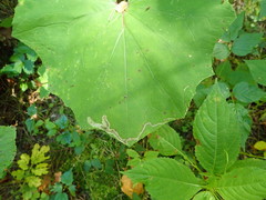 Phytomyza tussilaginis