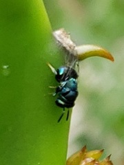 Perilampidae