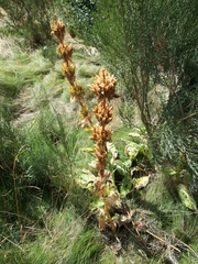 Gentiana lutea aurantiaca