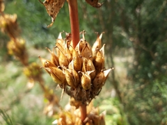 Gentiana lutea aurantiaca