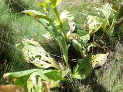 Gentiana lutea aurantiaca