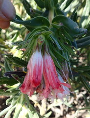 Lobostemon belliformis