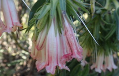 Lobostemon belliformis