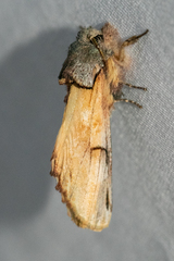 Ianassa pallida