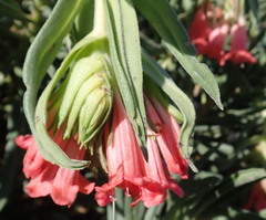 Lobostemon belliformis