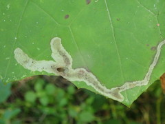 Phytomyza tussilaginis