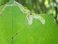 Phytomyza tussilaginis