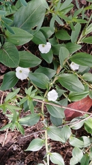 Evolvulus prostratus