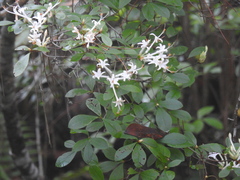 Rhododendron serrulatum