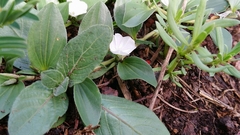 Evolvulus prostratus