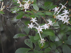 Rhododendron serrulatum