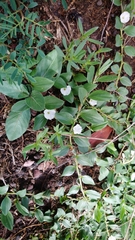 Evolvulus prostratus