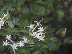 Rhododendron serrulatum