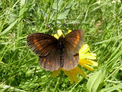 Erebia pharte