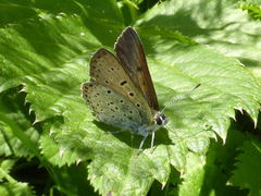Lycaena tityrus subalpina