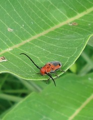 Tetraopes melanurus