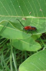 Tetraopes melanurus