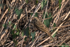 Emberiza caesia